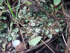 Plagiochasma rupestre