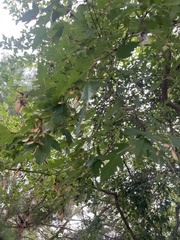 Acer ginnala