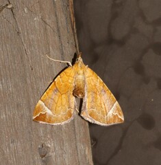 Eulithis testata