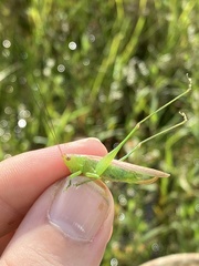 Orchelimum campestre