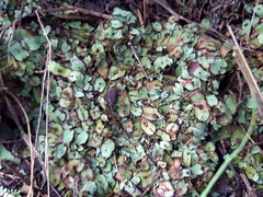 Plagiochasma rupestre