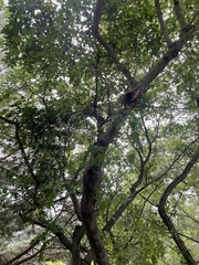 Acer ginnala