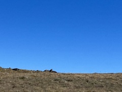 Marmota