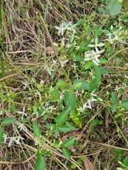 Clematis glycinoides