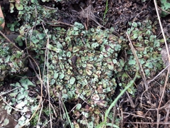 Plagiochasma rupestre