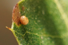 Dryocosmus minusculus