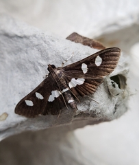 Desmia