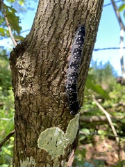 Arsenura polyodonta