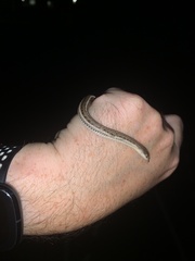 Tropidoclonion lineatum