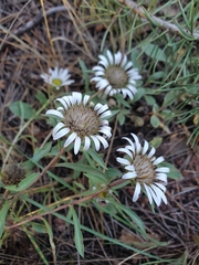 Townsendia grandiflora