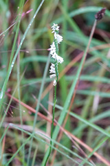 Spiranthes
