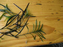 Potamogeton robbinsii