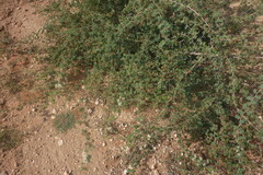 Amaranthus blitoides