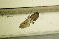 Eupithecia absinthiata