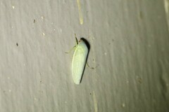 Gyponana octolineata