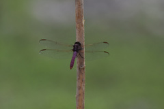 Orthemis ferruginea