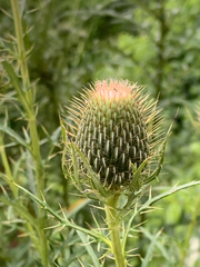 Cirsium