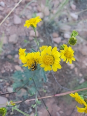 Hymenothrix dissecta