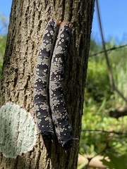 Arsenura polyodonta