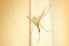 Nephrotoma ferruginea