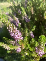 Erica vagans