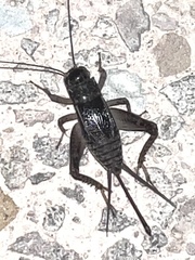 Velarifictorus micado