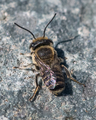 Eutricharaea
