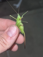 Neoconocephalus retusus