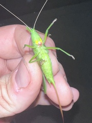 Neoconocephalus retusus