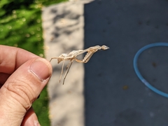Mantodea