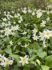 Erythronium montanum
