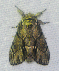 Paraeschra georgica