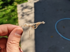 Mantodea