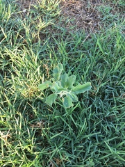 Asclepias