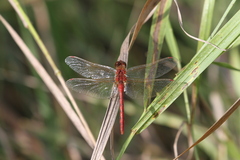 Sympetrum costiferum