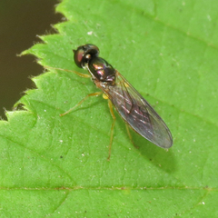 Sargus bipunctatus