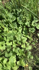 Petasites spurius