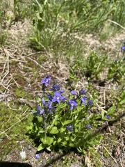 Veronica cusickii