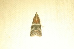 Moodna ostrinella