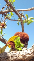 Erythroxylum suberosum