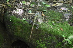 Basiliscus vittatus