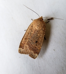 Abagrotis alternata