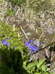 Veronica cusickii