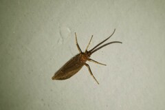 Trichoptera