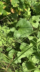 Petasites spurius