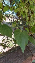 Thladiantha nudiflora
