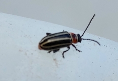 Disonycha pensylvanica