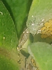 Eupeodes