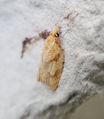 Cenopis reticulatana