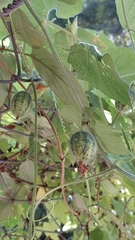 Thladiantha nudiflora